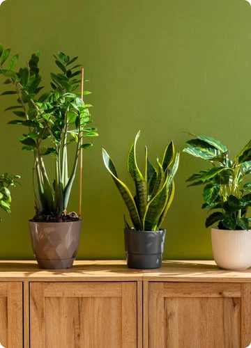 Candle Burning Service