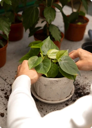 Rev. Moses Lucky Numbers