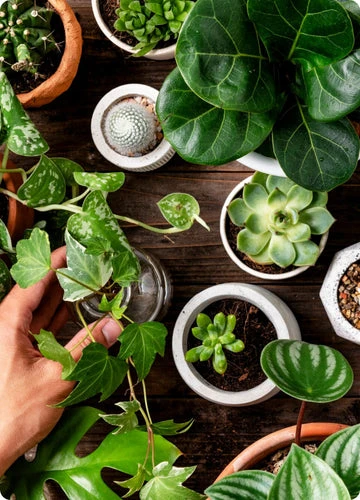 7-Day Candle Burning Service